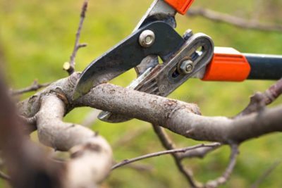 the best time to cut fruit trees in Southern California